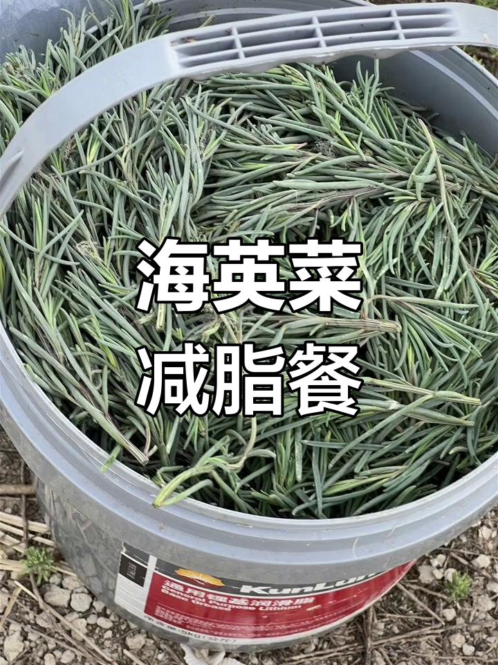 周末海边野菜采摘,轻松减肥