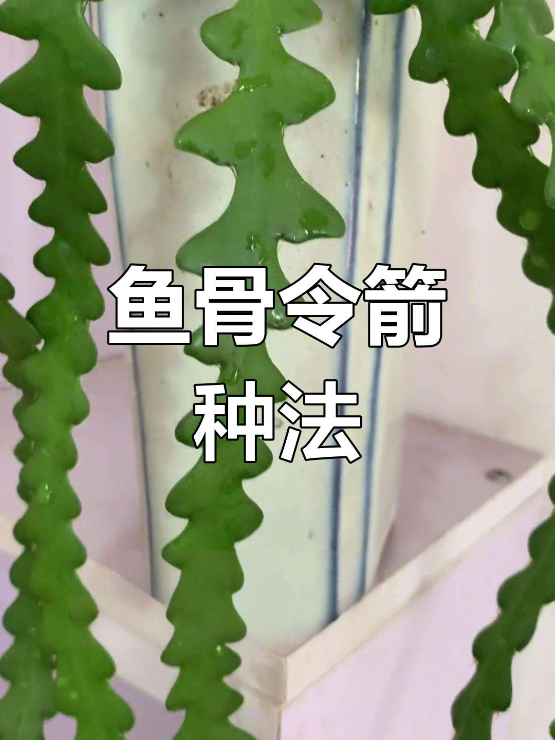 如何种植鱼骨令箭?从枝条整理到养护全攻略
