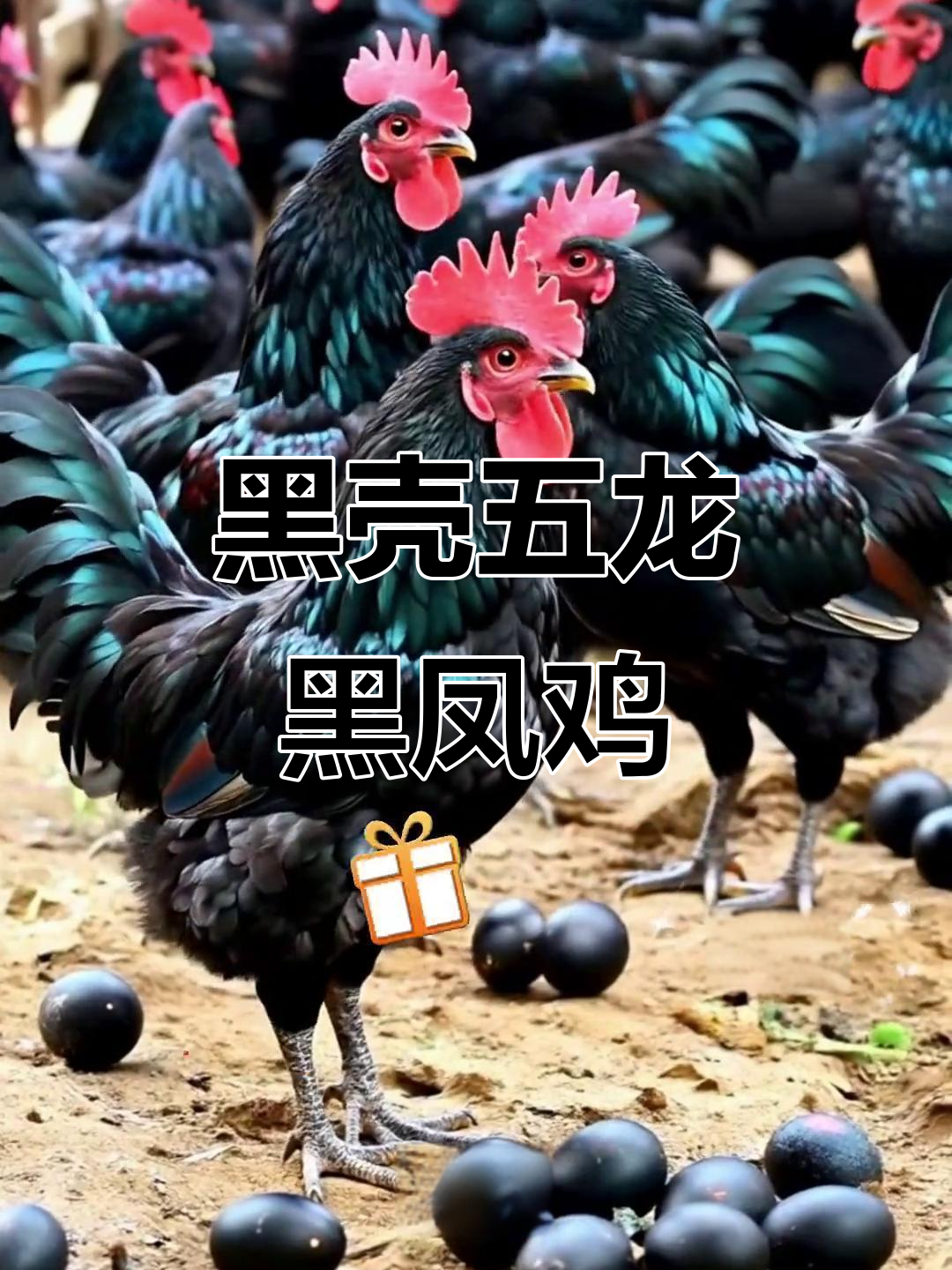 五龙黑凤鸡:下金蛋的黑核蛋鸡,羽毛皮肤都是黑的
