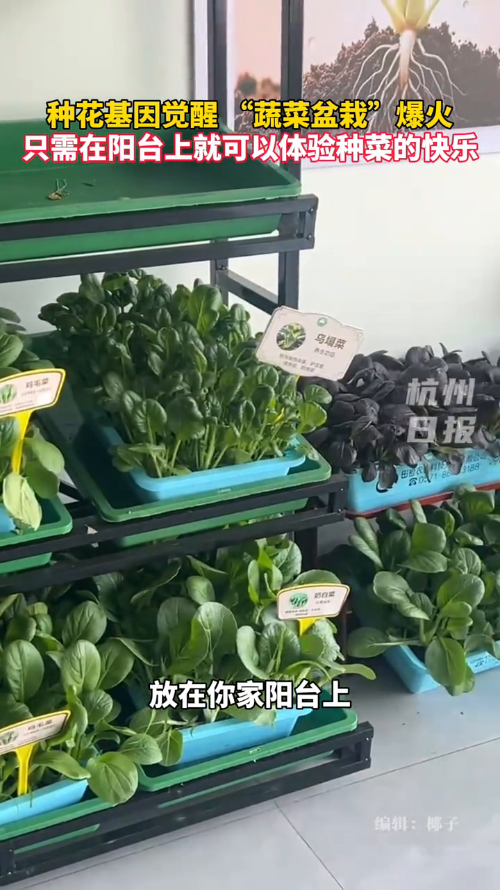 阳台种菜 “蔬菜盆栽”在年轻人中爆火,实现蔬菜自由