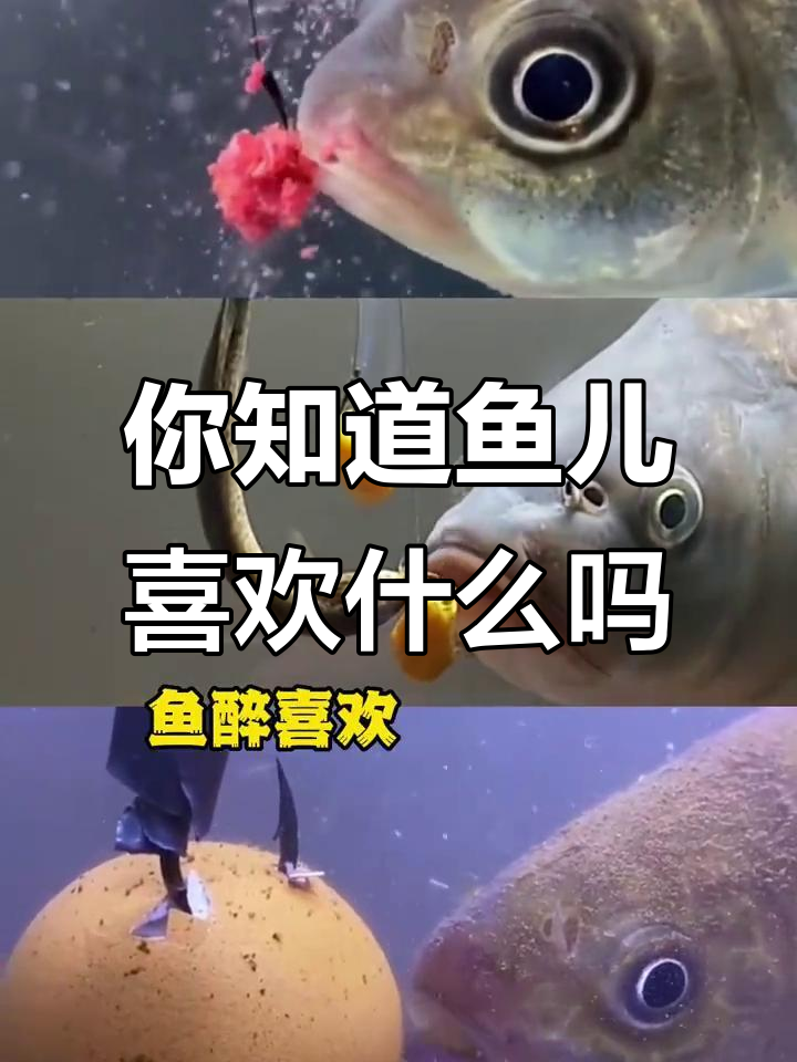 各种鱼儿的偏爱食物大揭秘，看看它们都吃什么？