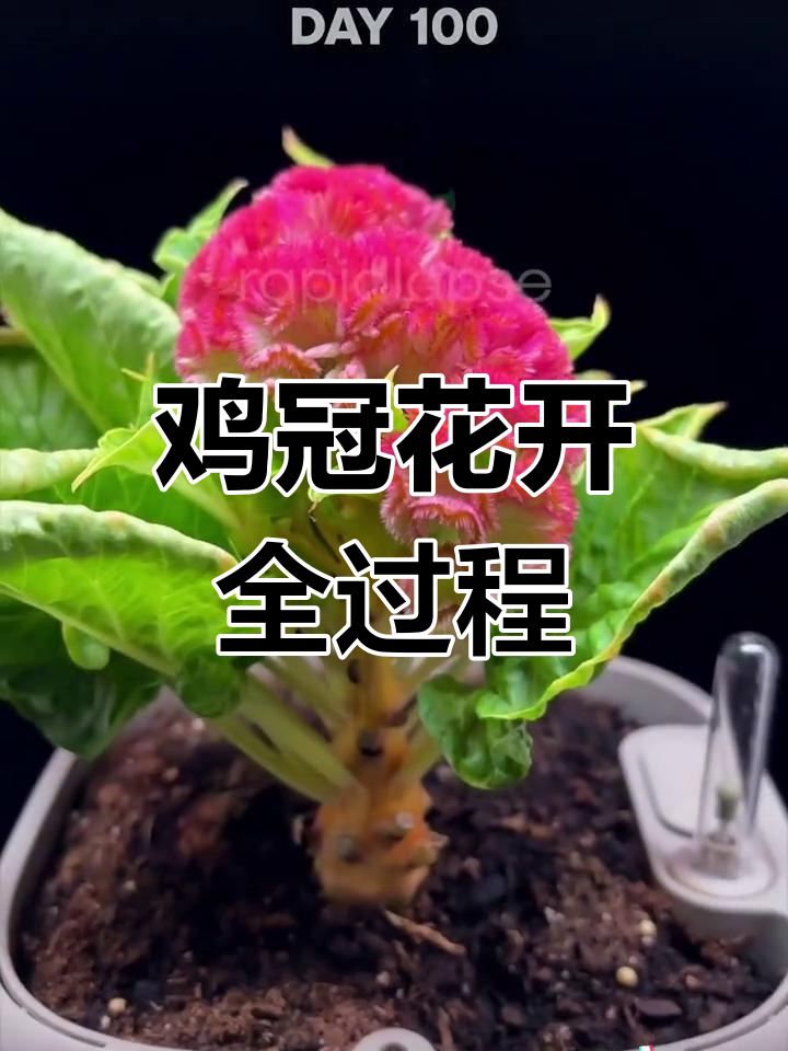 鸡冠花100天延时摄影,国庆赏花的最佳时机