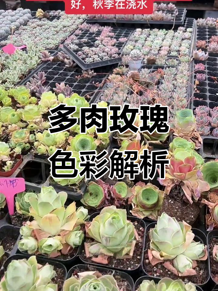 玫瑰多肉颜色大揭秘:从淡粉到紫粉色,全都有!