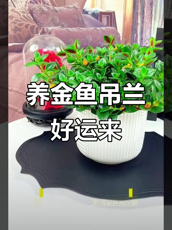 金鱼吊兰:家里养一盆,好运连连,香气四溢
