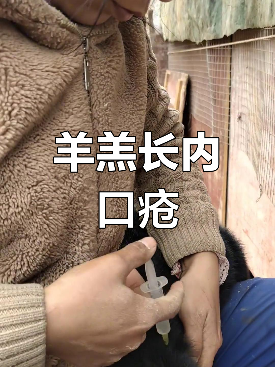 小羊羔出现内口疮,早期症状尚可控制