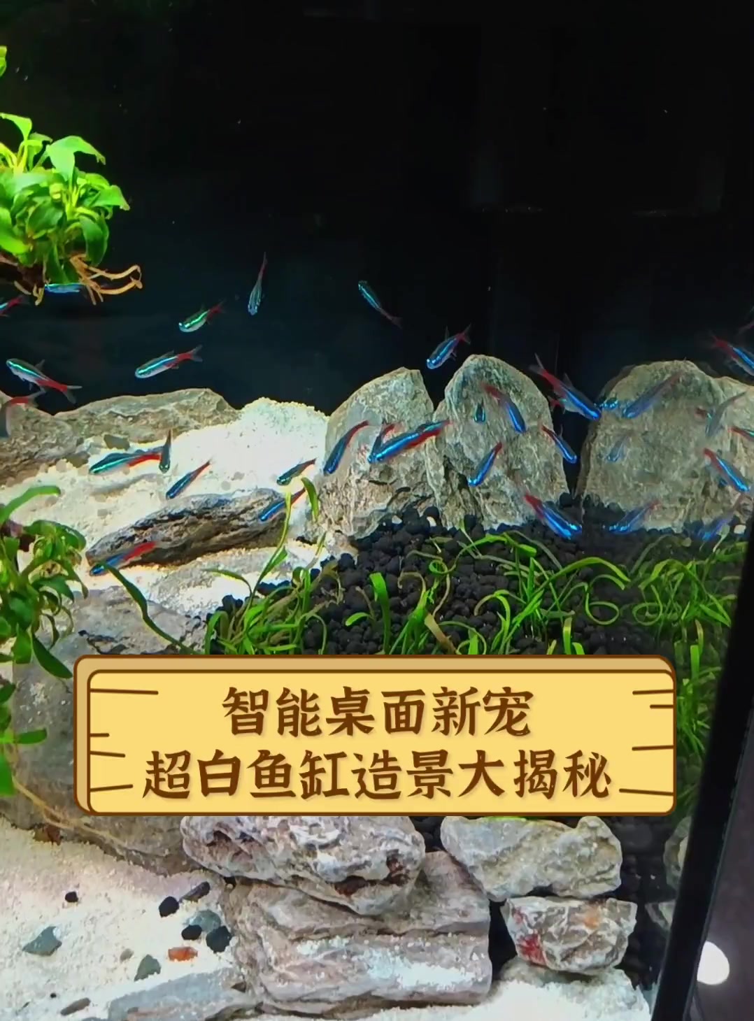 智能桌面新宠,超白鱼缸造景大揭秘