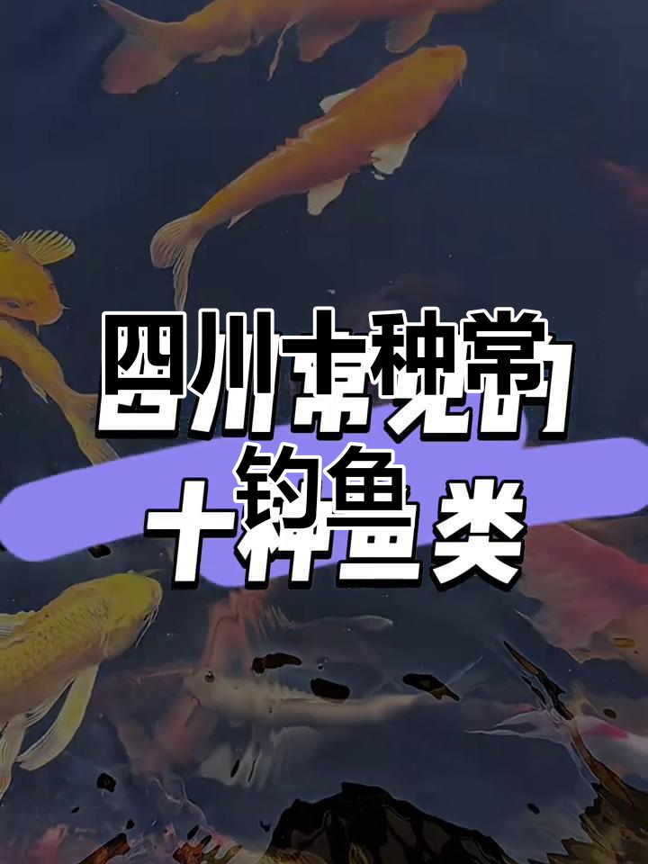 四川十大常见鱼类大揭秘，钓鱼爱好者的最爱