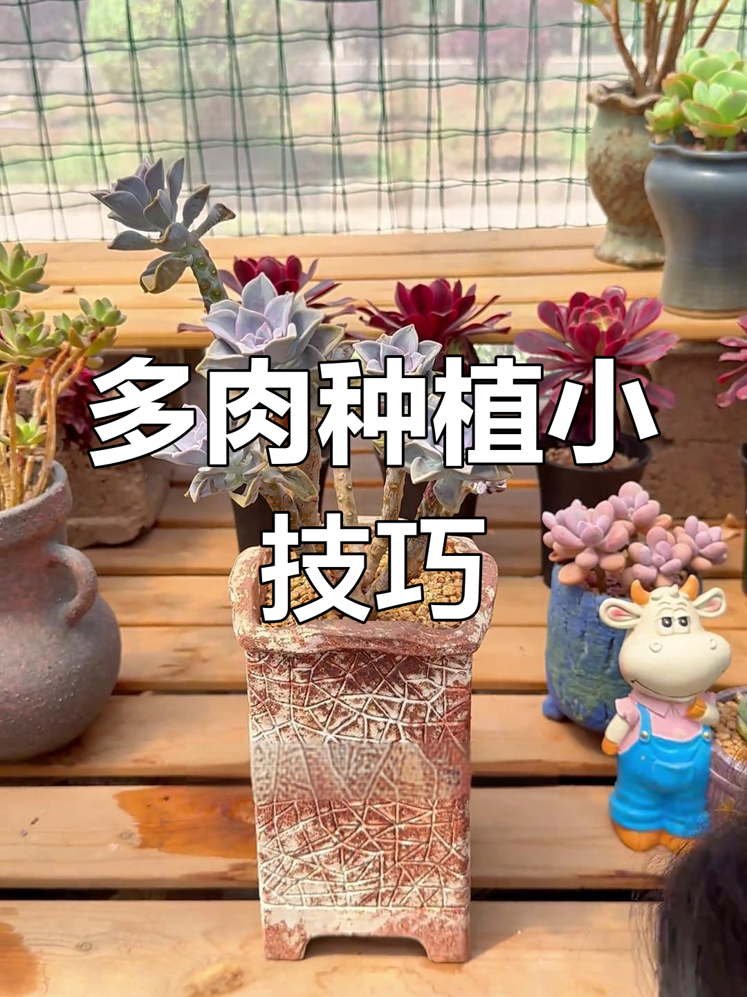 多肉换盆后叶子软,保持湿润通风,生根液助力快速恢复