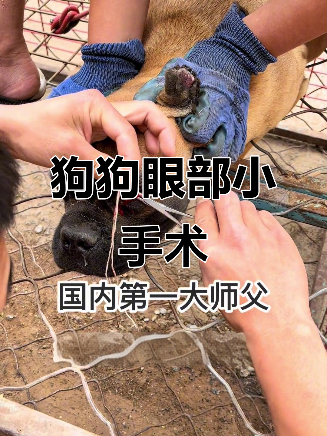 卡斯罗犬割眼息肉,小手术轻松搞定