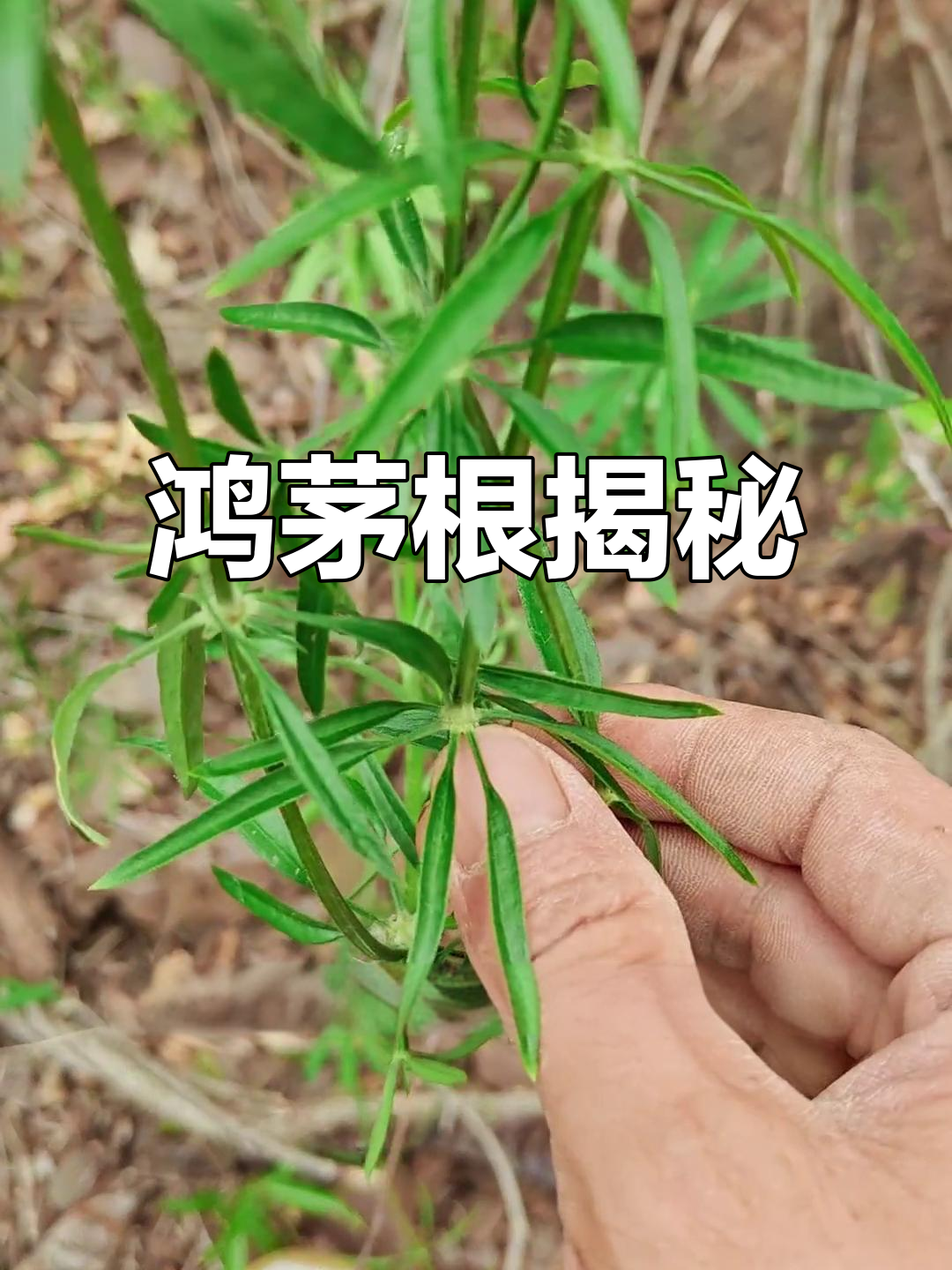 山东茜草,鸿茅根的奇妙功效你了解吗?