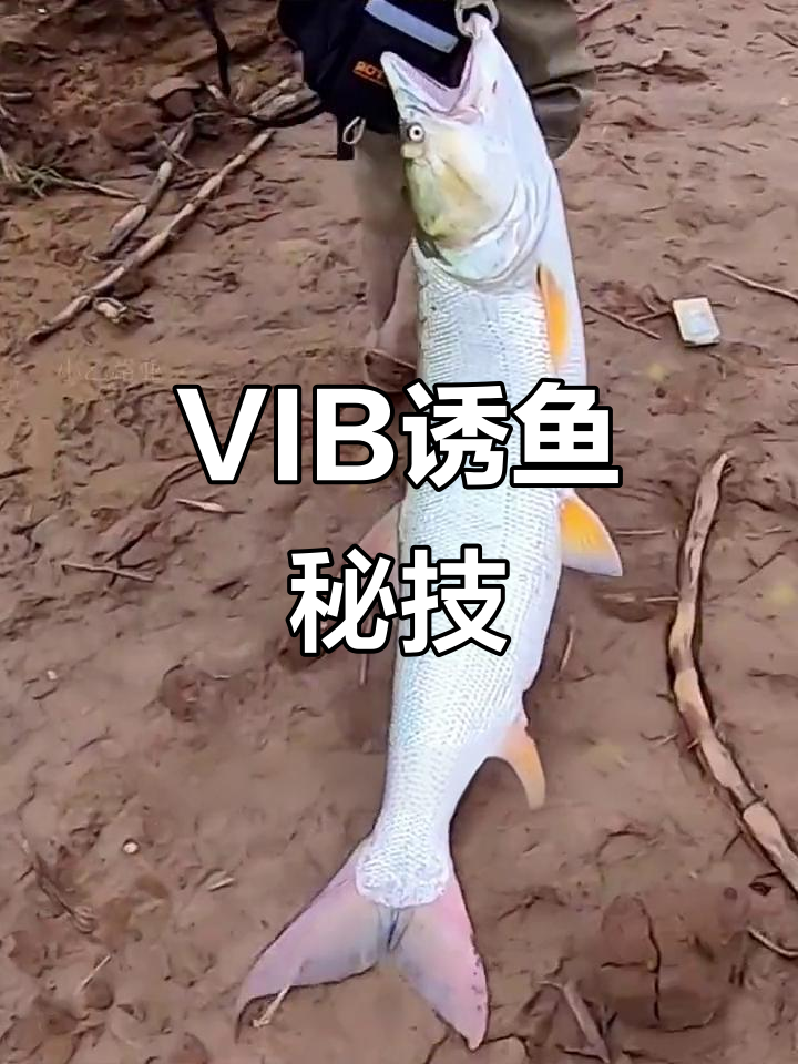 旋转VIB亮片，轻松捕获多种鱼类！
