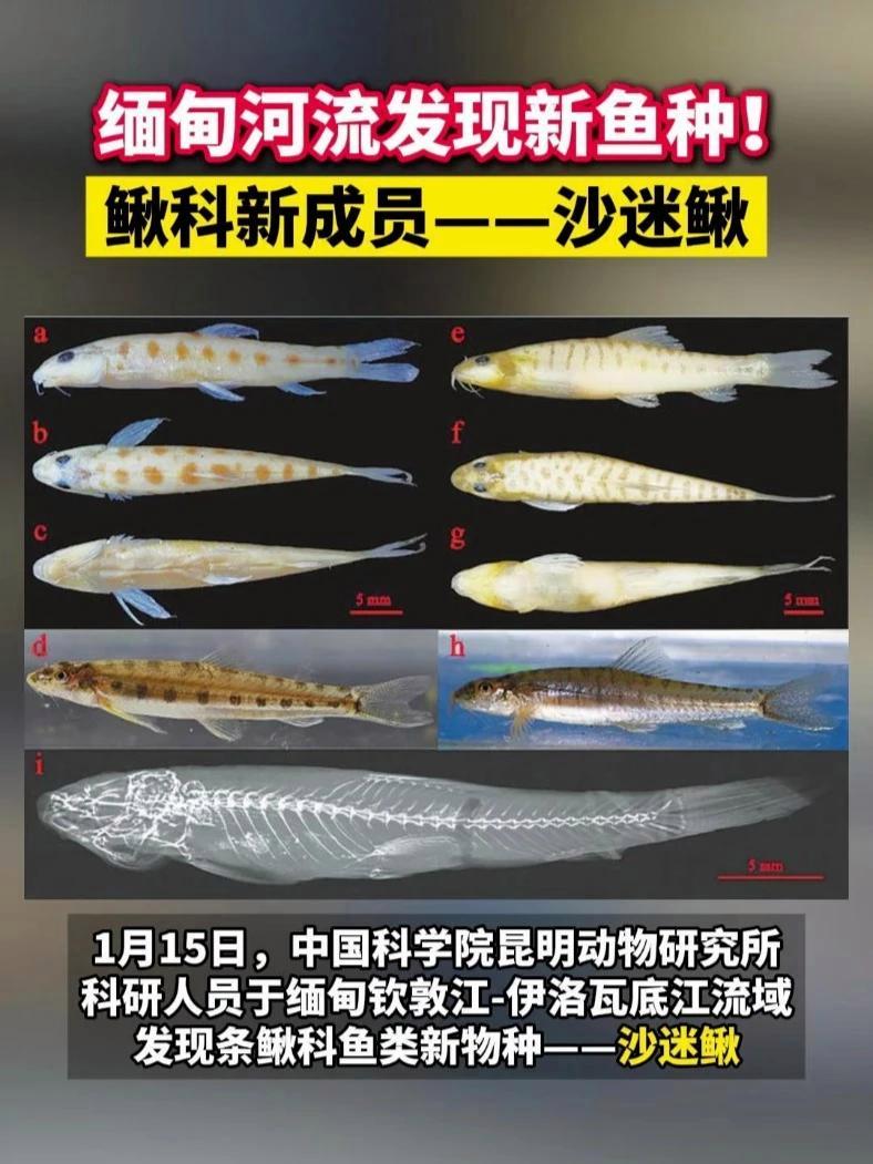 1月15日，中国科学院昆明动物研究所科研人员于缅甸钦敦江-伊洛瓦底江流域发现条鳅科鱼类新物