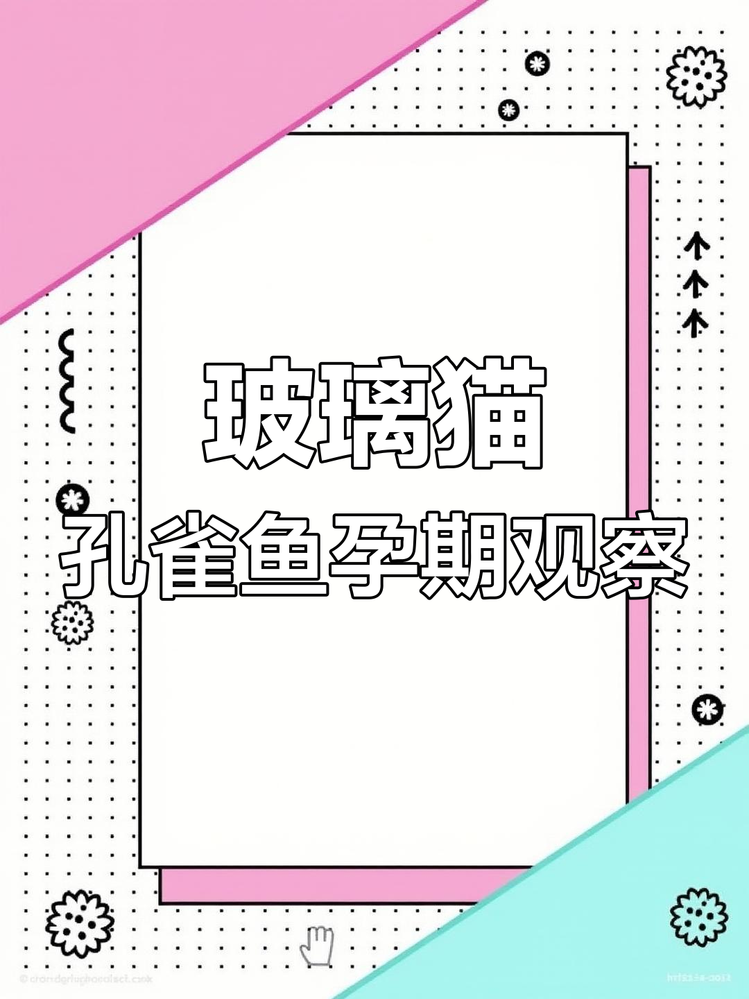 玻璃猫孔雀鱼怀孕揭秘，小鱼眼睛和心脏都能看到！