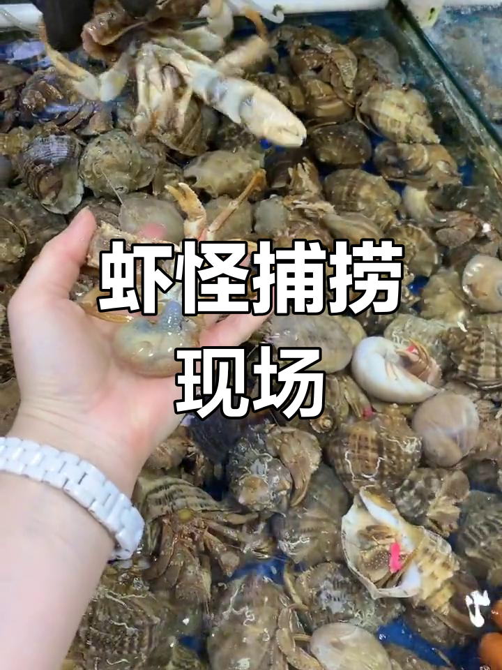 虾怪寄居蟹肥美,渔民日常大揭秘!