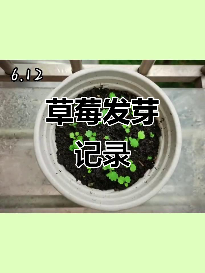 草莓发芽全过程,带你一步步见证生命的力量