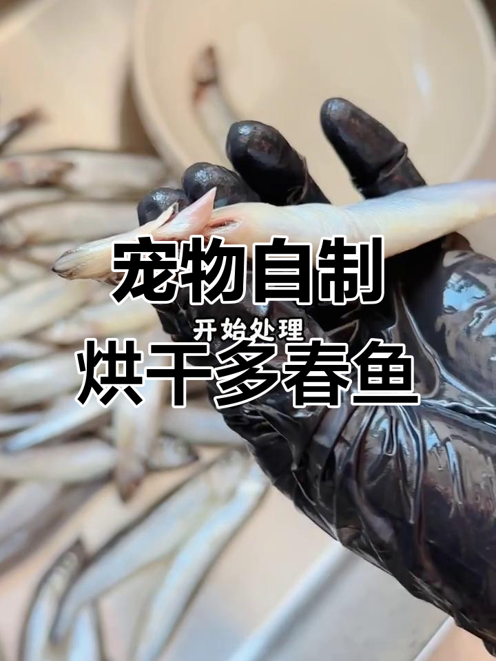 自制宠物零食:烘干多春鱼,酥脆美味又健康