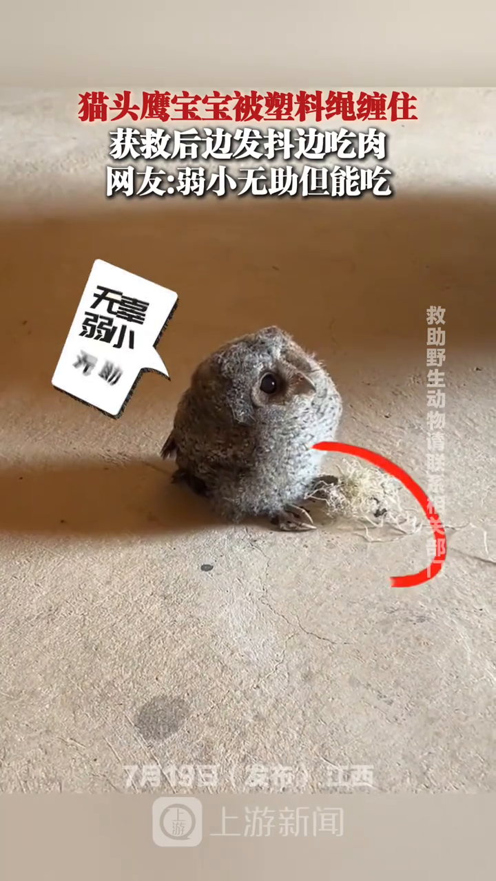 猫头鹰宝宝被塑料绳缠住 获救后边发抖边吃肉
