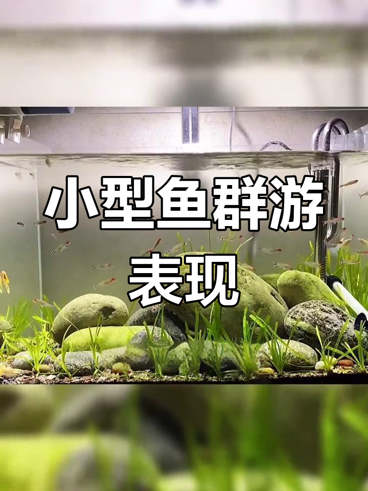群游效果好的小型鱼推荐