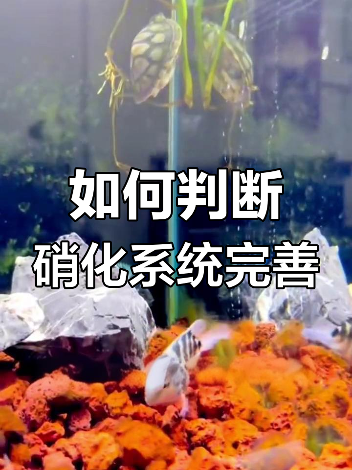 鱼缸硝化系统形成标志,褐藻出现说明什么?