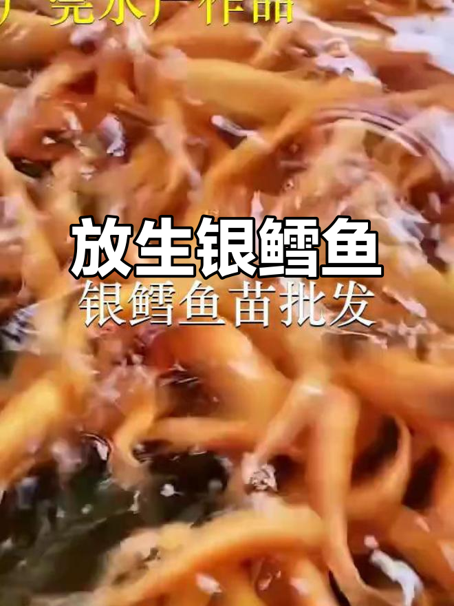 深圳宝安坪山鱼苗场:放生银鳕鱼,助力海洋生态