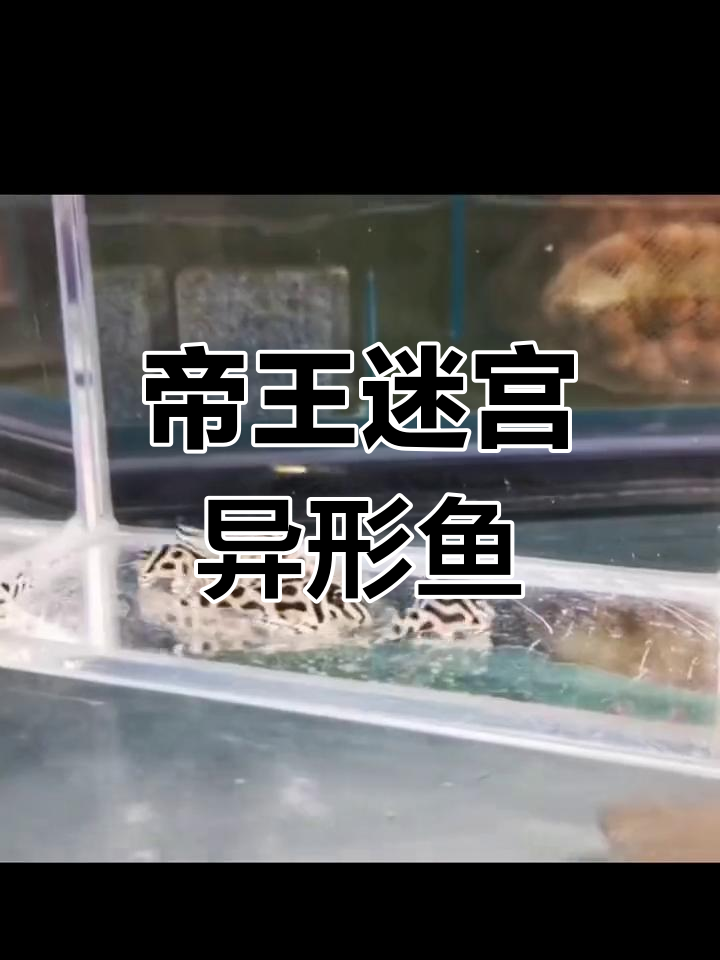 帝王迷宫异形鱼:价格与饲养技巧全解析