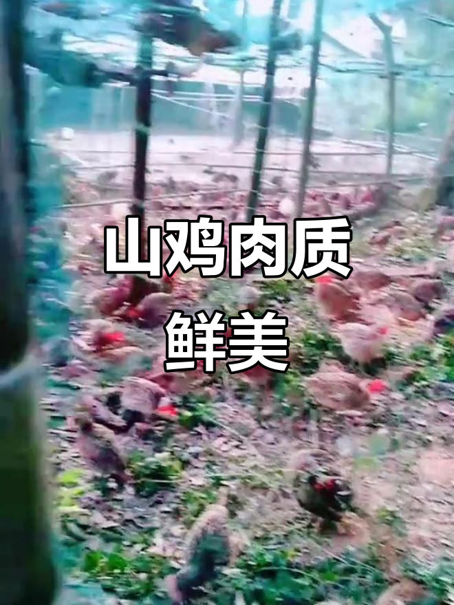 七彩山鸡:美丽又美味的野味,蛋白质丰富堪比孔雀
