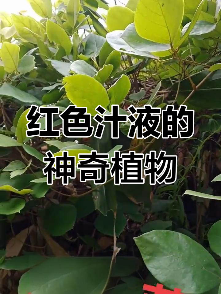 三叶鸡血藤的独特之处