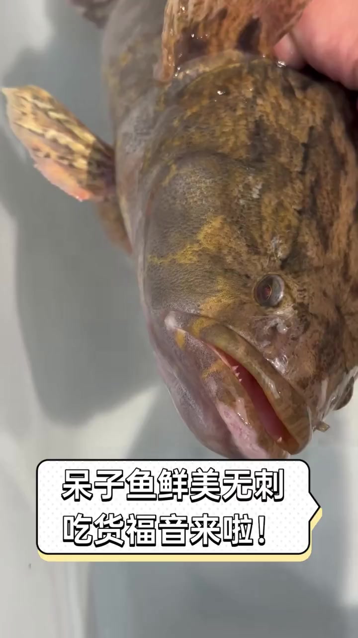 呆子鱼鲜美无刺,吃货福音来啦!