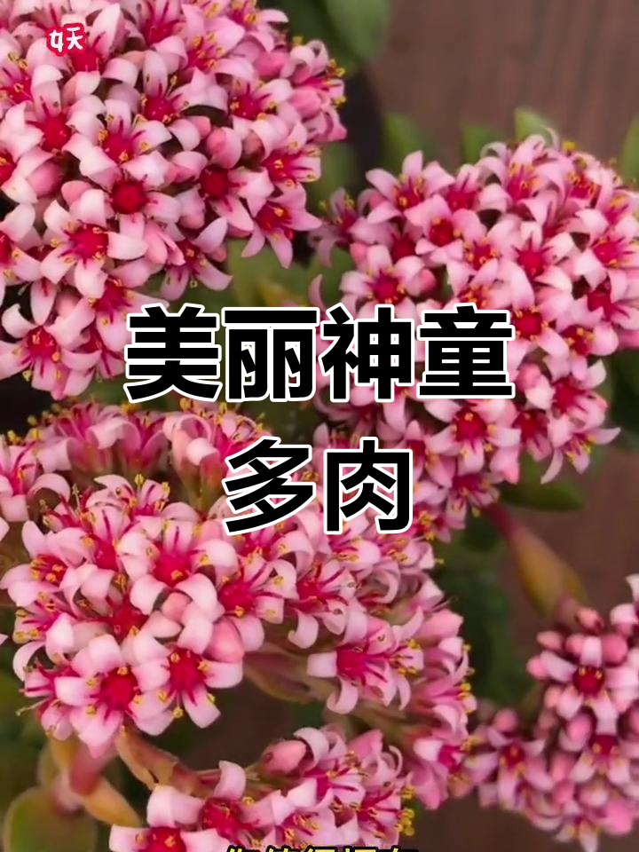 神童多肉:颜值爆表,叶片肥厚如绣球花