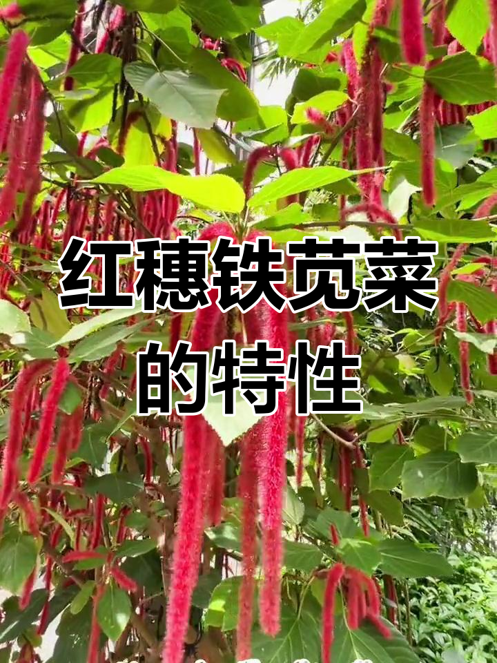 红穗铁苋菜:形态特征与花期