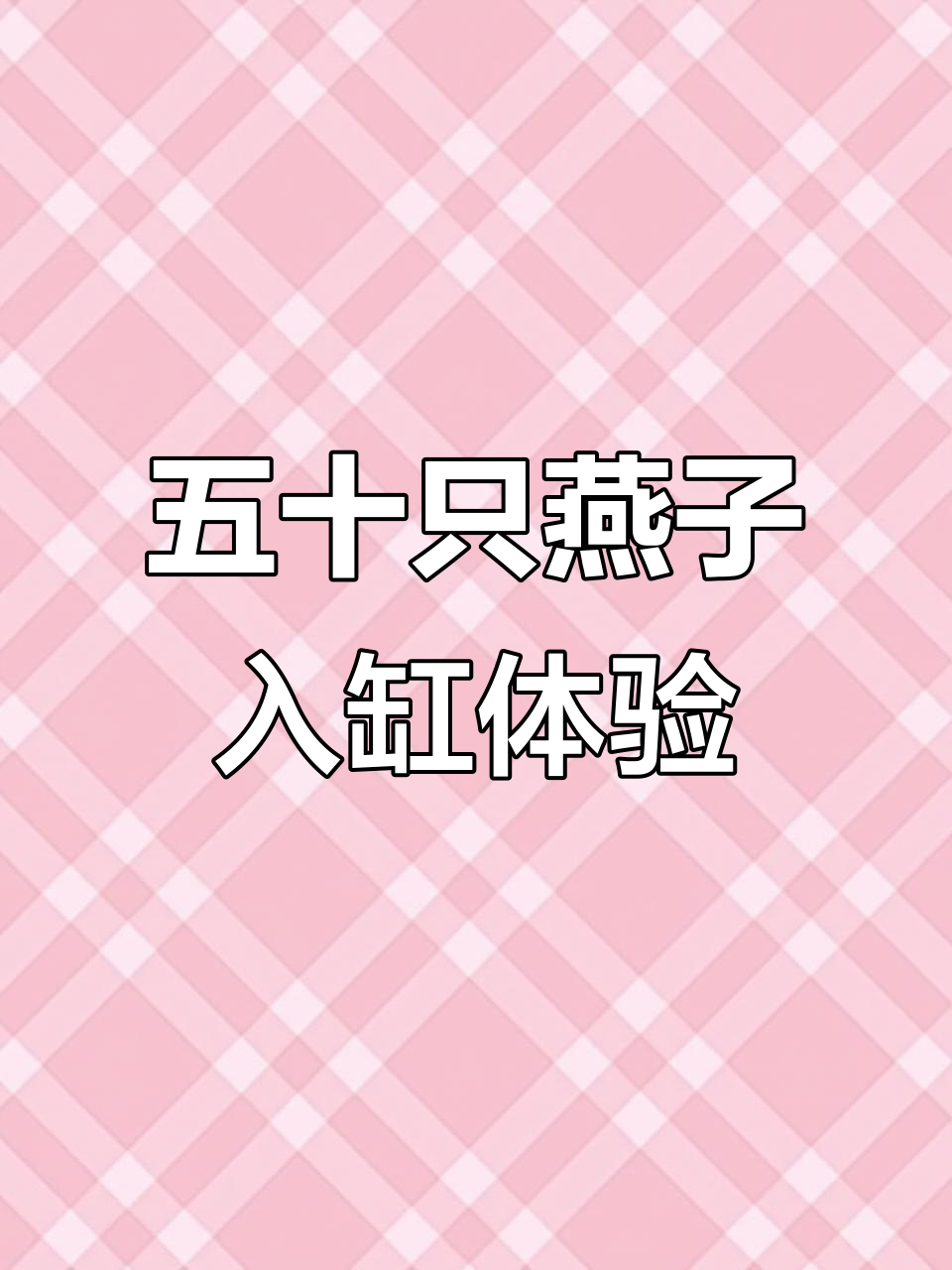 五十只巨型喷点燕子在80方缸中飞舞,场面震撼!