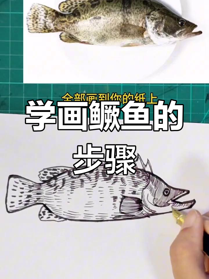 鳜鱼钢笔画技巧:从线条到色彩的转变