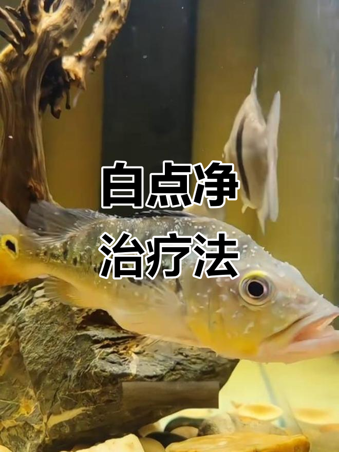 鱼身上长白点怎么办?三天治愈小瓜虫病