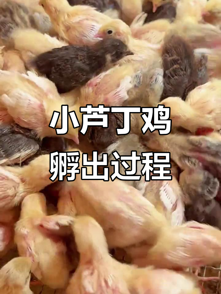 芦丁鸡孵化全过程：从蛋到毛茸茸小鸡的成长记