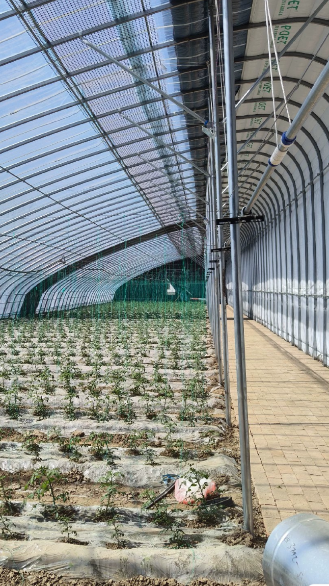 新型蔬菜种植日光温室大棚配件棉被整体安装