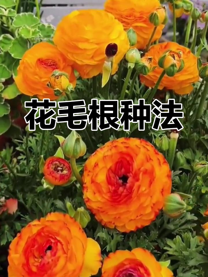 芹叶牡丹花毛茛种植技巧,轻松掌握!