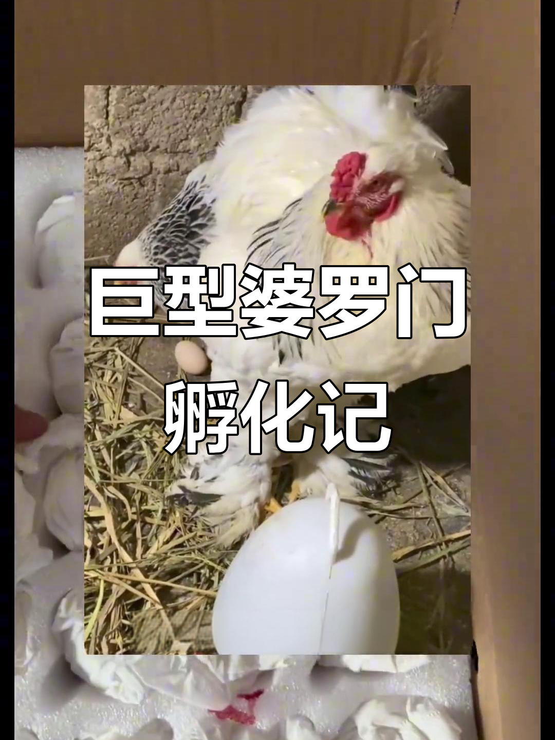 黑白婆罗门与观赏鸡孵化全过程，30枚种蛋大揭秘