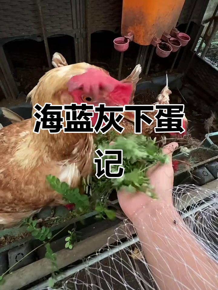 深圳暴雨中的鸡群，褐羽海兰灰422天下的三蛋