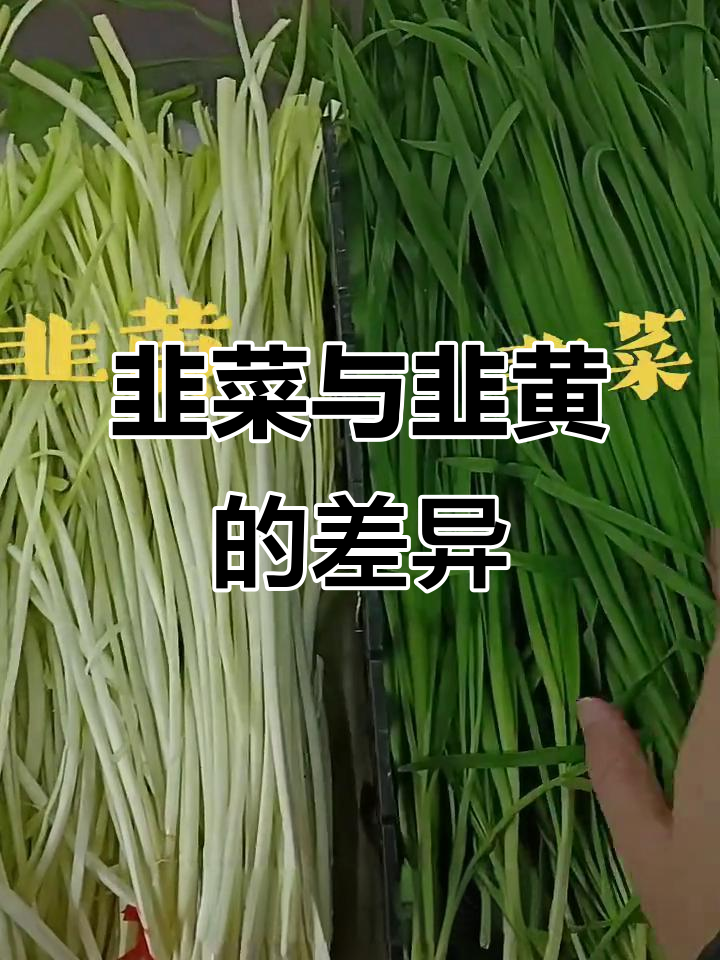 韭菜和韭黄的区别,你了解吗?