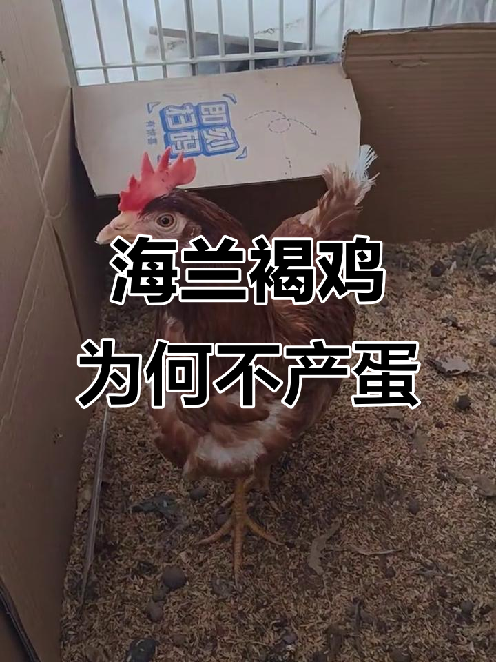 海兰褐鸡不下蛋,原因竟是这些