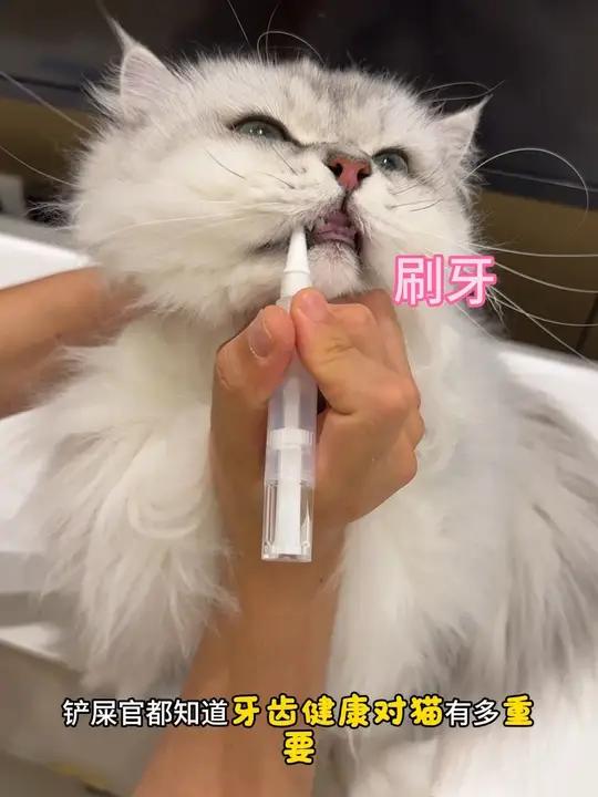 酥酥脆脆的鸡脖,猫狗的天然牙刷