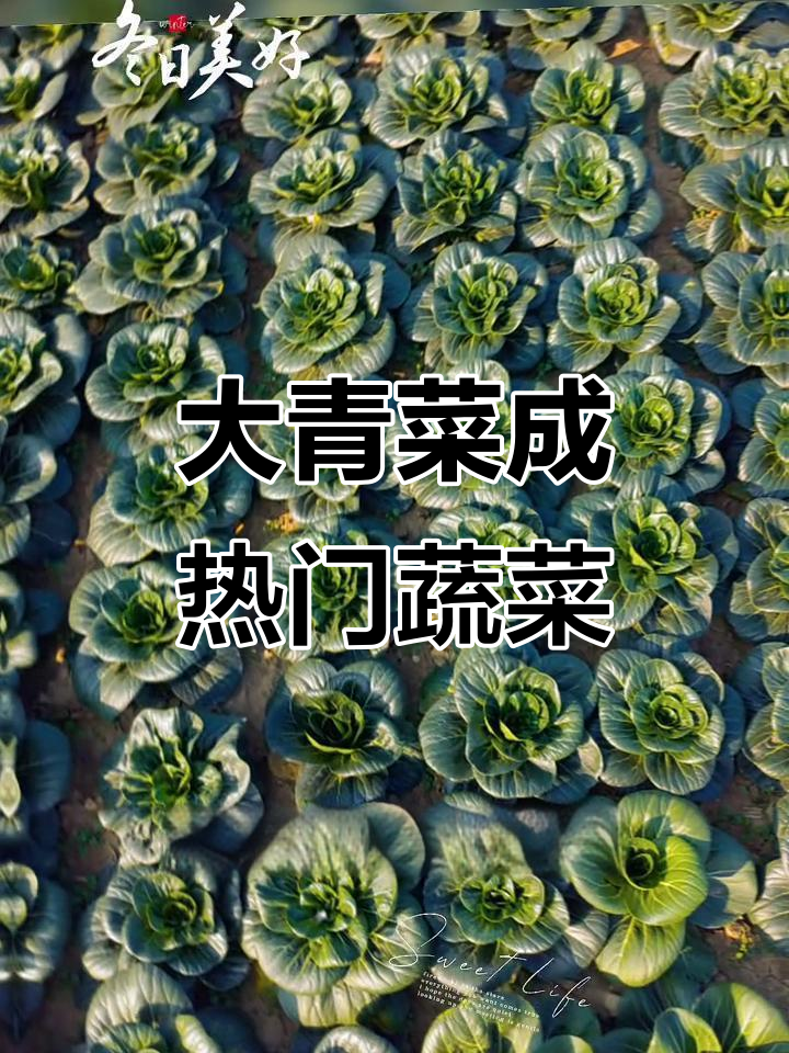 农场大青菜热销，最受欢迎的蔬菜品种