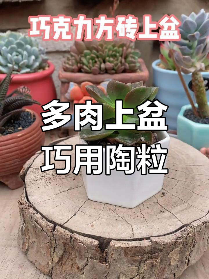 陶粒垫底,巧克力方砖多肉新手上盆技巧