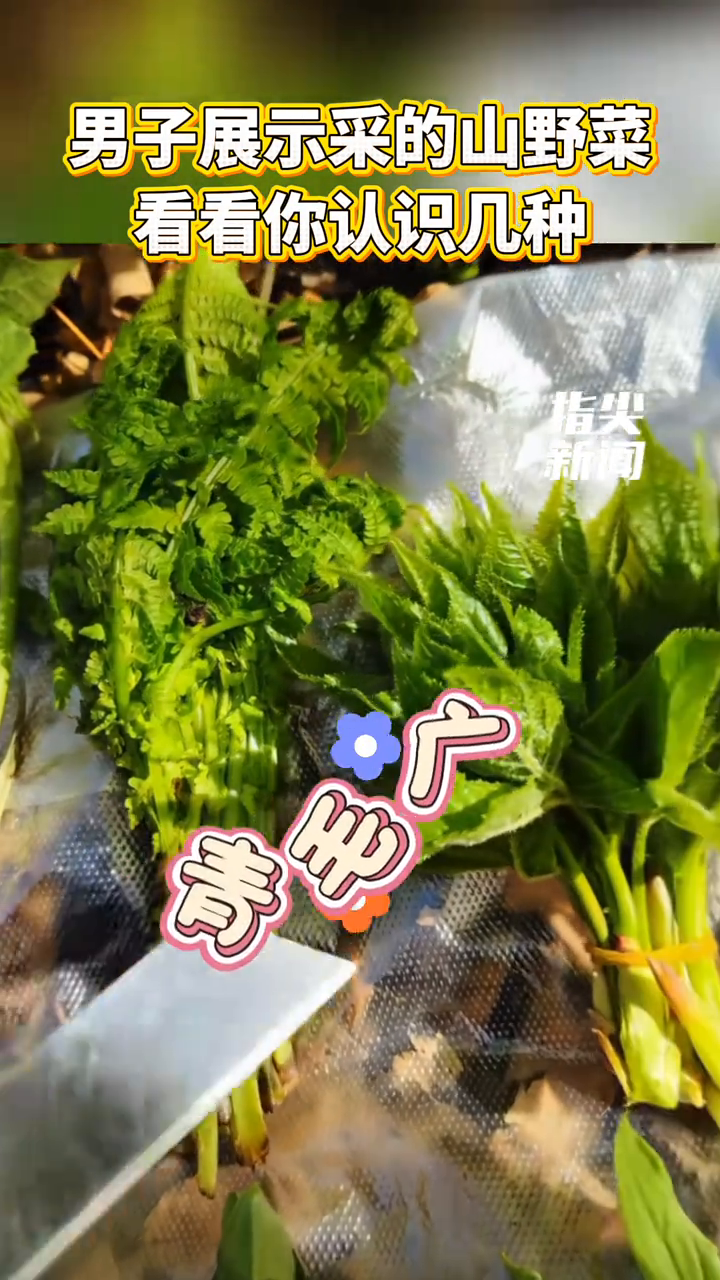 男子展示采的山野菜看看你认识几种
