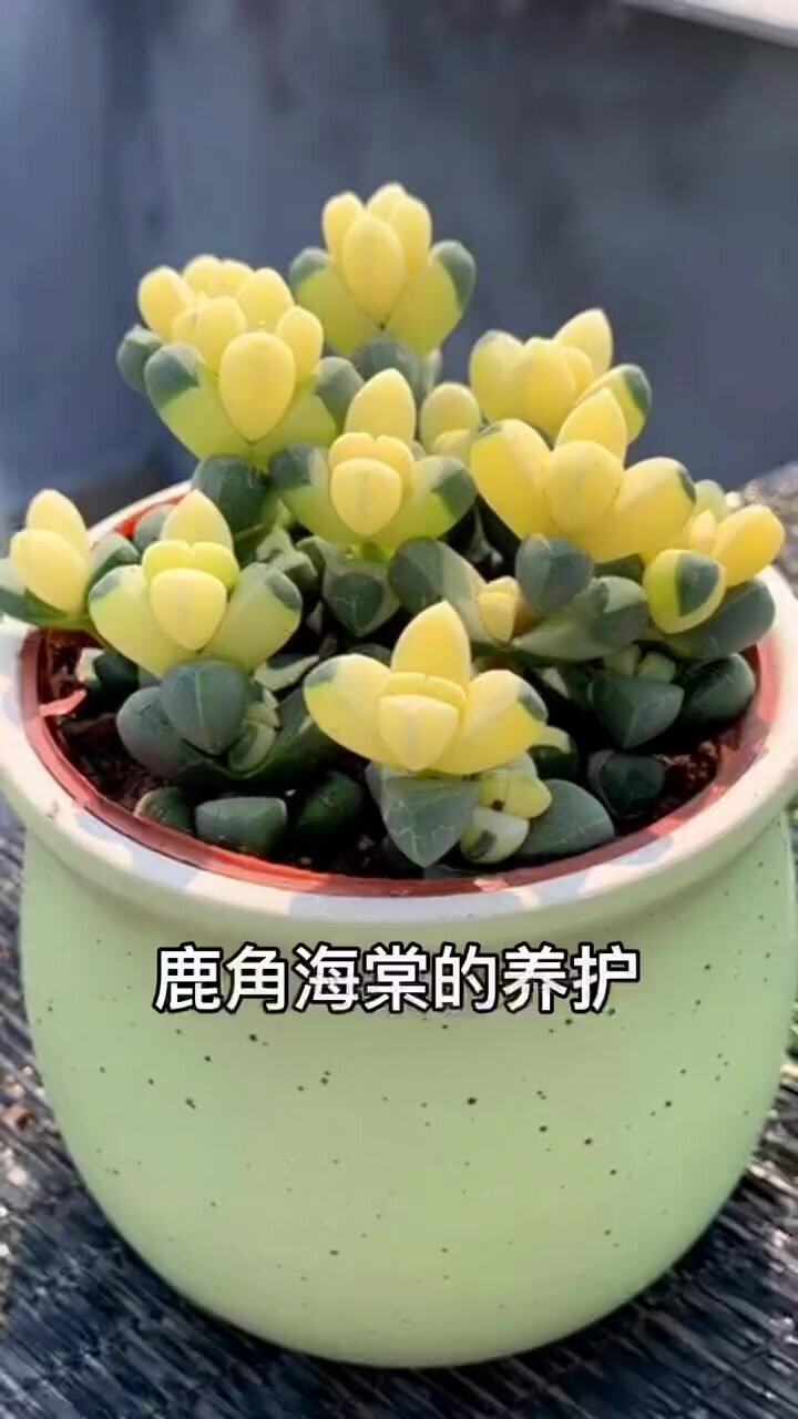 鹿角海棠锦多肉|陪你开启绿植探索之旅!