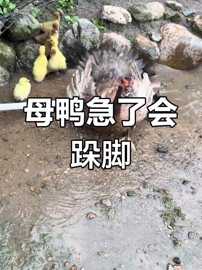 母鸭急得跺脚,小鸭子成了焦点