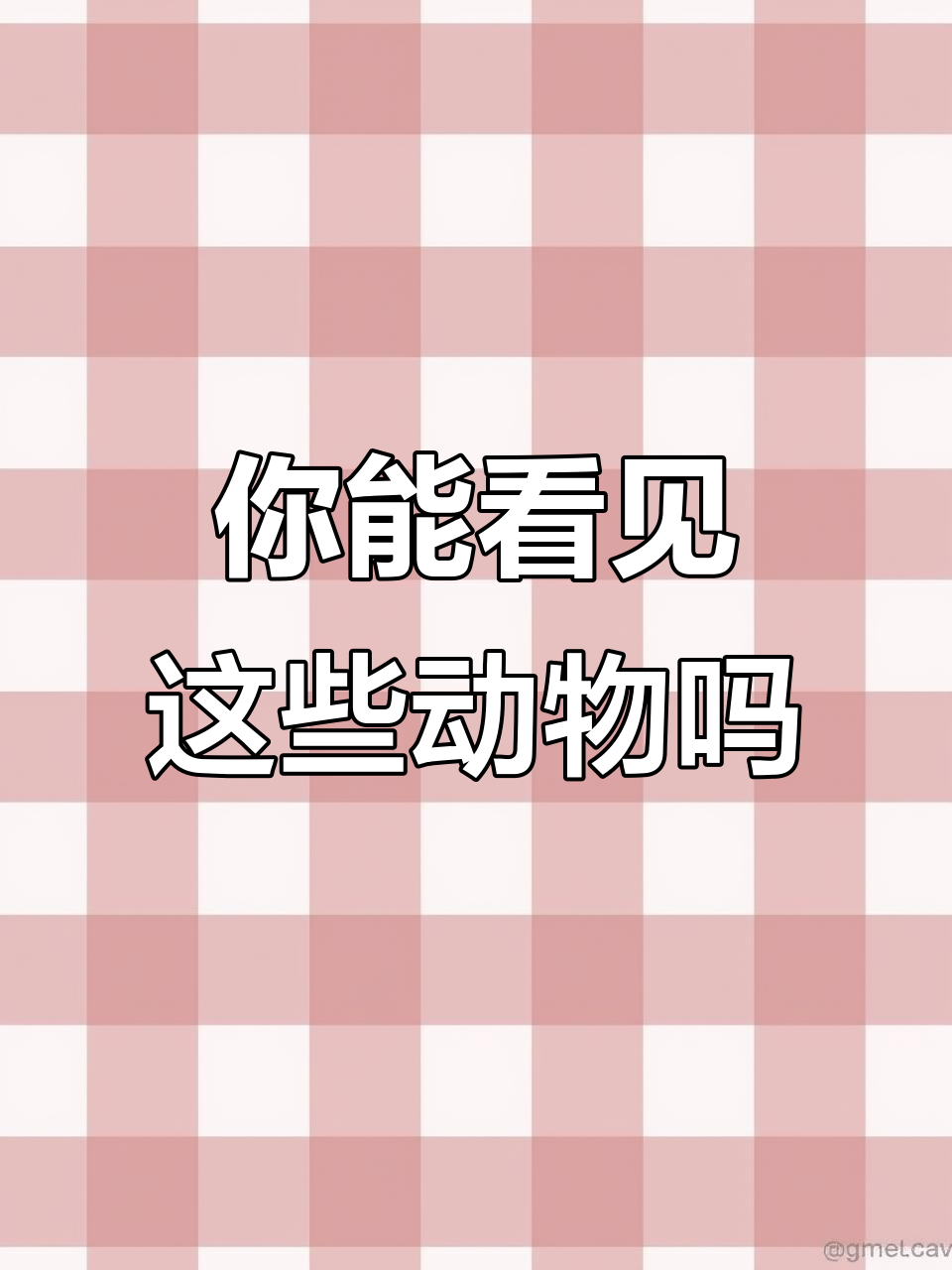英语启蒙:你能看到什么?小鸟、小鱼和猴子都在等你哦!