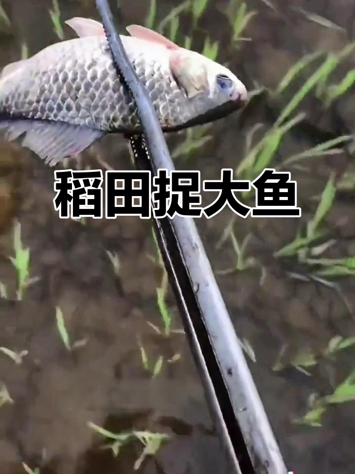 稻田退水发现大鱼，抓捕过程惊险刺激