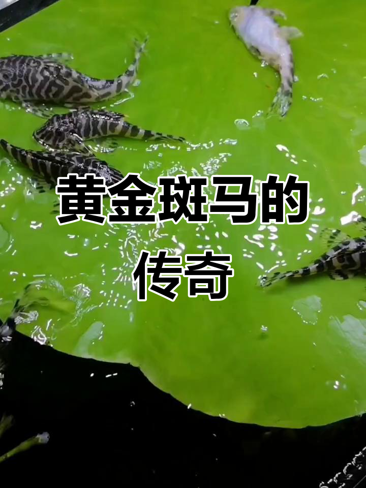 黄金斑马八年陪伴,吃啥都欢,状态依旧巅峰!