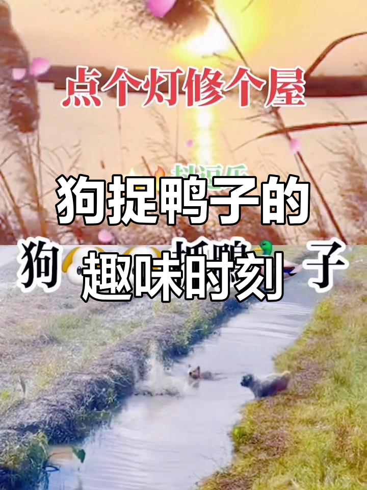 狗狗抓鸭子,抖音上的神奇动物大作战